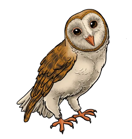 Barn Owl