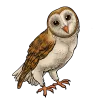 Barn Owl