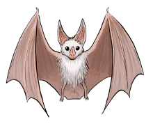 Ghost Bat