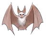 Ghost Bat
