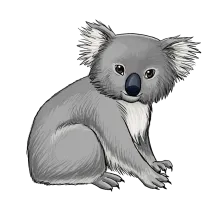 Koala