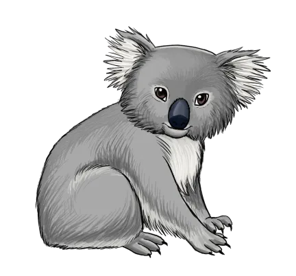 Koala