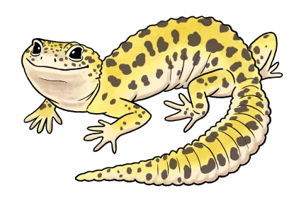 Leopard Gecko