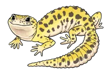 Leopard Gecko