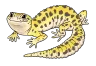 Leopard Gecko