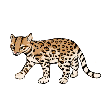 Ocelot