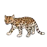 Ocelot
