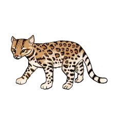 Ocelot